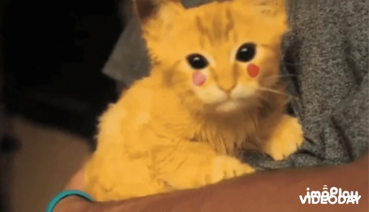 Cute Pikachu Cat Gif