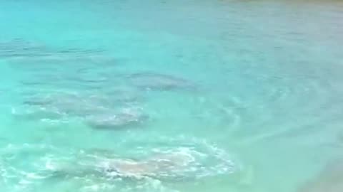 SHARK vs STINGRAY | AUSTRALIA #shark #Stingray Fight shark