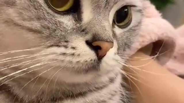 Cute Cats and Funny Animals Compilation 😹 Try Not To Laugh Challenge - Cute Cat 061