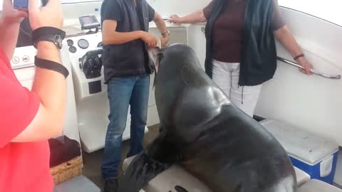 Seal climbs on our boat during a dolphin cruise in Walvis Bay, Namibia