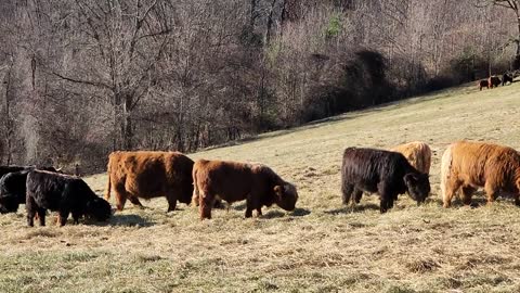 Cows!!! Yancey County, North Carolina