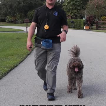 Want to have a more fulfilling, enjoyable, and happy life with your dog or puppy? Listen up!