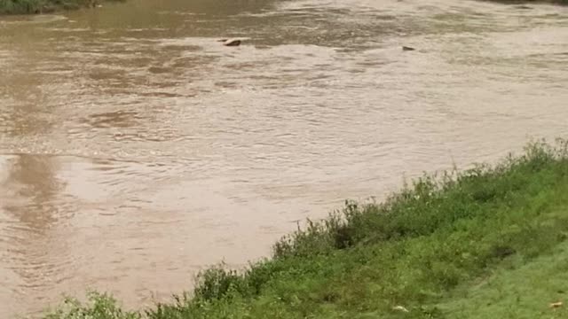 Fishing in brown river( Brazil)