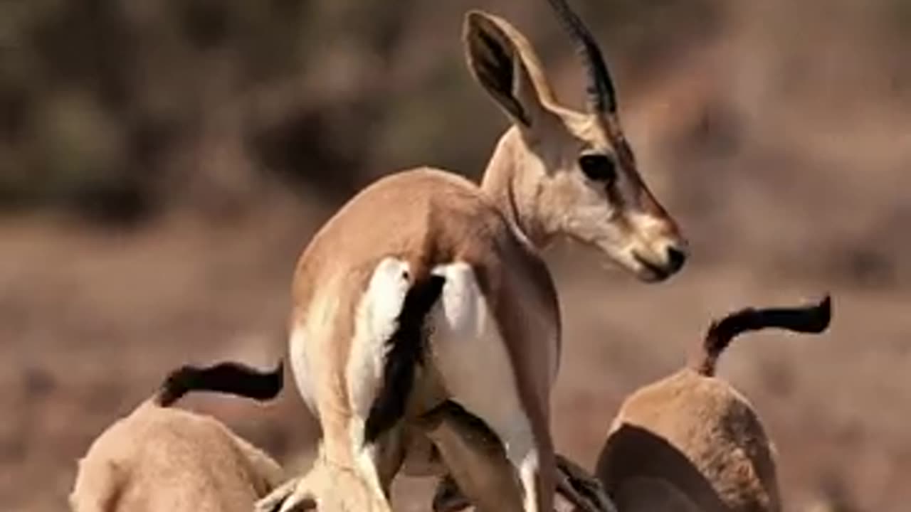 Chinkara Twins