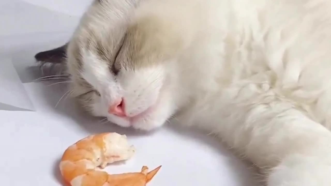 Just a Huge Anaconda Slithering on Grass, and Cat Dreaming About Shrimp After Owner Teases It