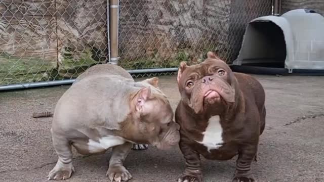 Top Quality American Bullies Micro Exotic