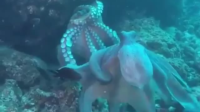 OCTOPUS vs OCTOPUS