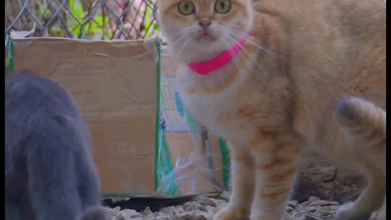 Cartoons specially for kids