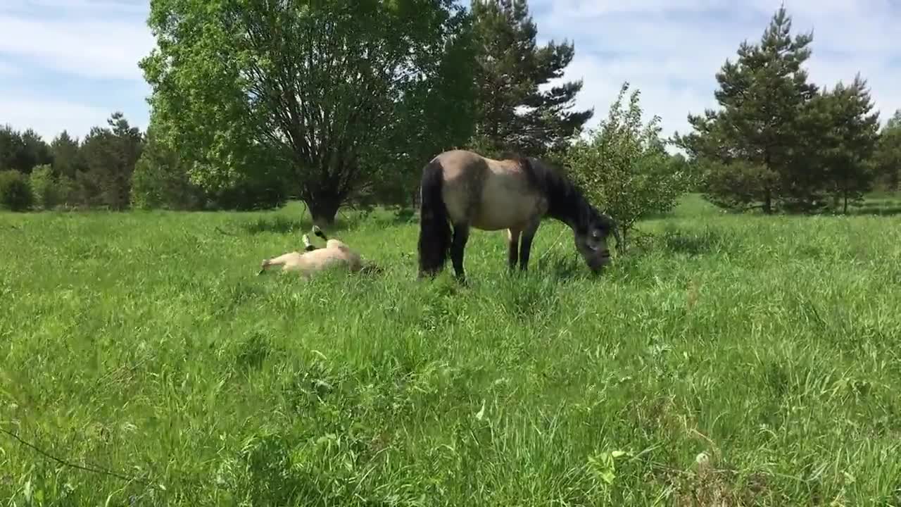 Potrillo se cae pero simula que quiso caerse