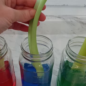 Day 3: Celery Experiment w/Dyes