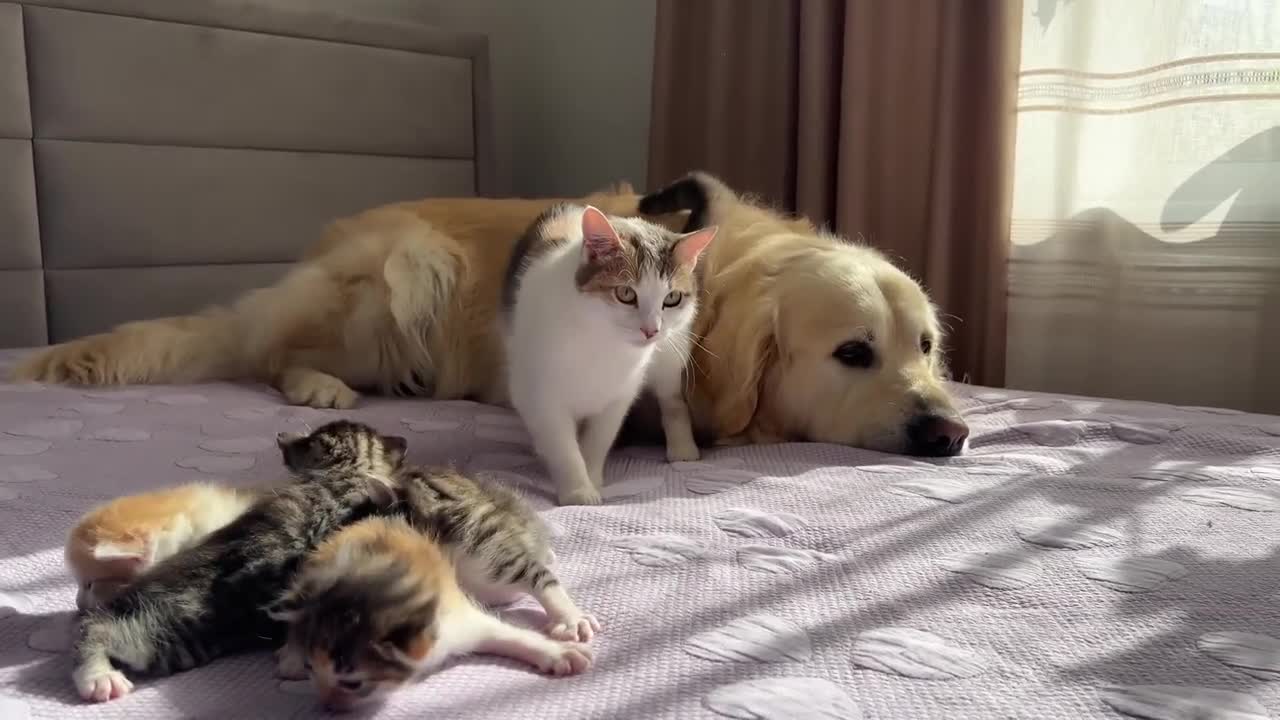 Mom Cat Shows Baby Kittens that Golden Retriever is Safe for Them