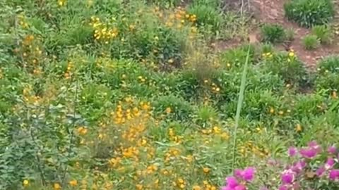 flowers on hillside outdoors