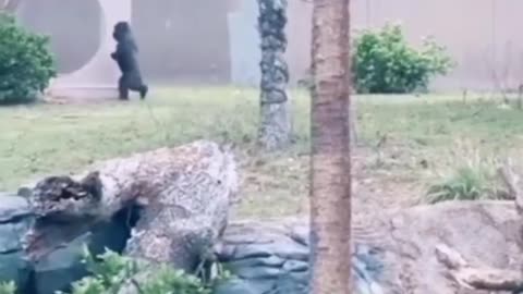 Funny animal video We sincerely hope you enjoy it; please follow us if you wanna lagram 
