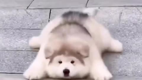 Cute Fluffy Dog