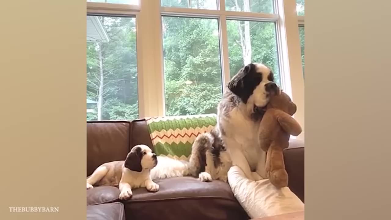 Big Dog Acts Like Little Puppy