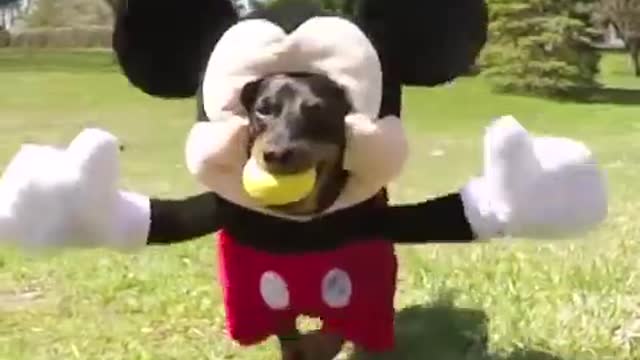 Dog in Mickey Mouse Costume, Part 2