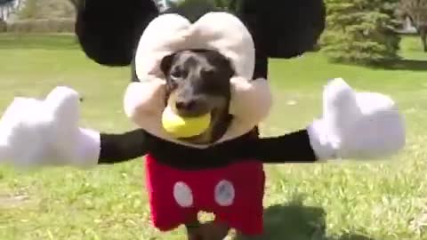 Dog in Mickey Mouse Costume, Part 2