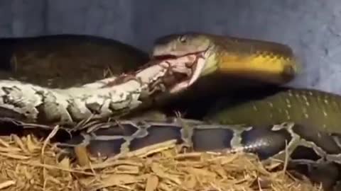 Kobara Snake videos
