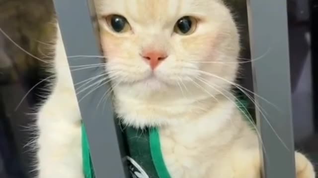 Cute cat funny voice video.