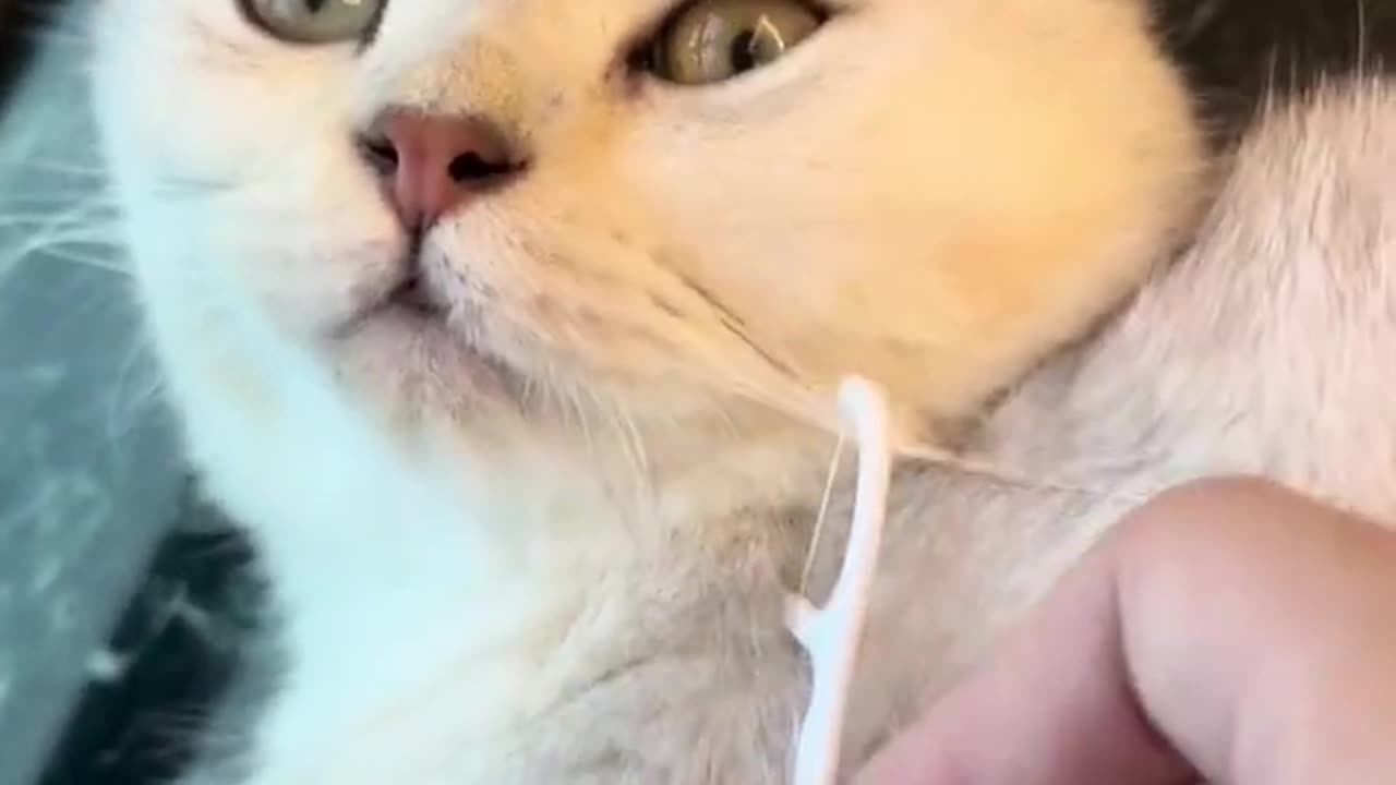 Cats funny video 🤣