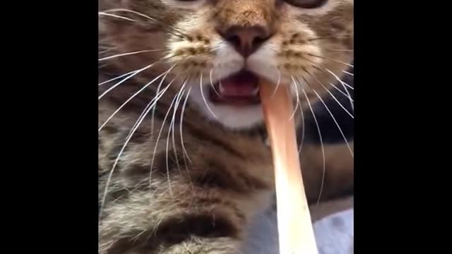 Funny cats video try to hold back Laughter