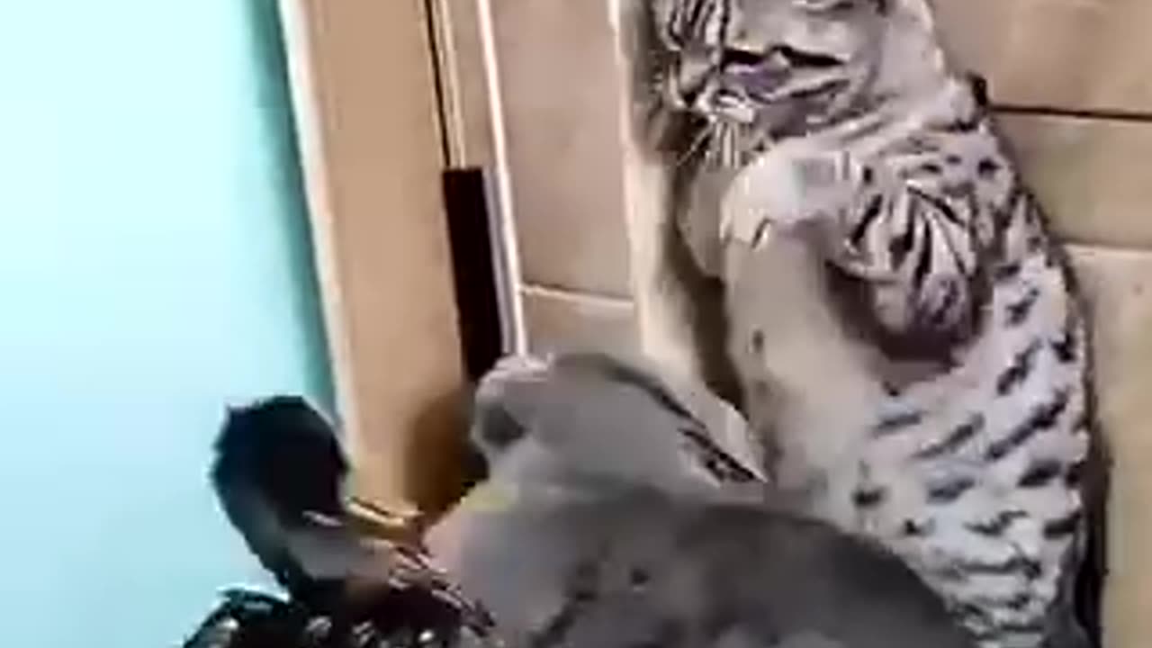 Cat’s meow 😻