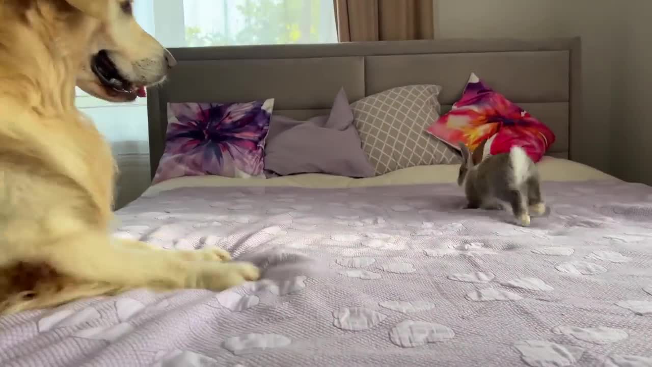 Golden Retriever Funny Reaction to Adorable Bunny