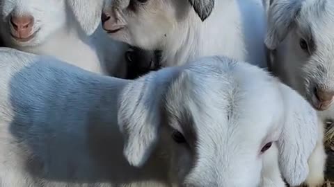 Cute baby goats