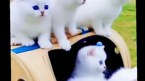 Very Viral Cute Cat