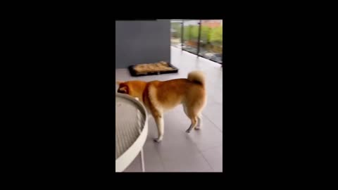 Cat and dog funny video 😂 best dogs animal