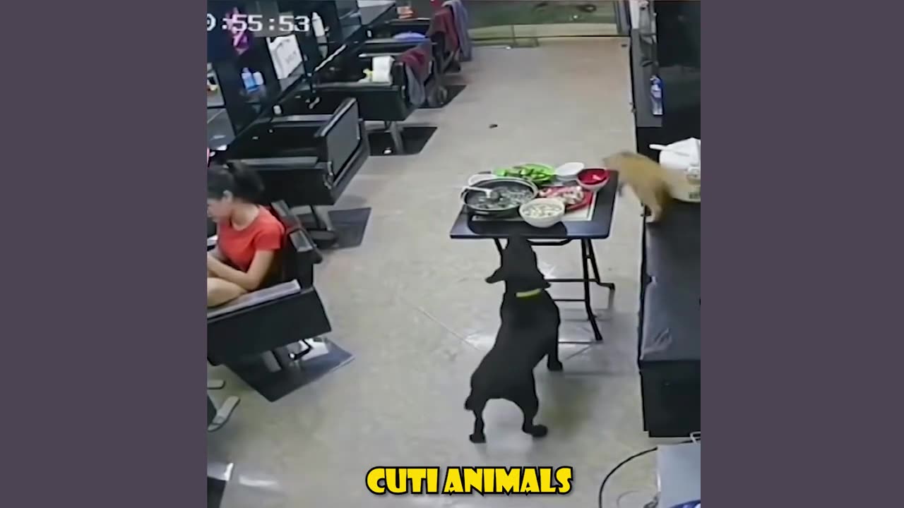 Funny Dog And Cat ππΆπ» Funniest Animals #211
