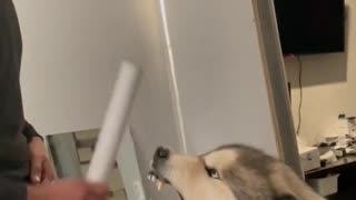 Malamute Growls at Man and Brush