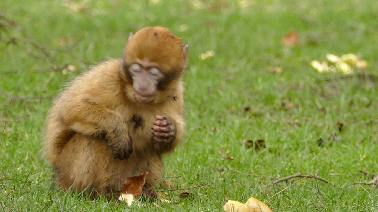 The ground is full of food