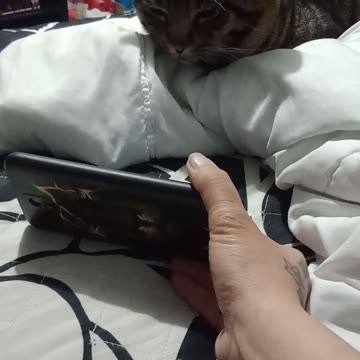 HEAVY METAL TESLA 🤘😻