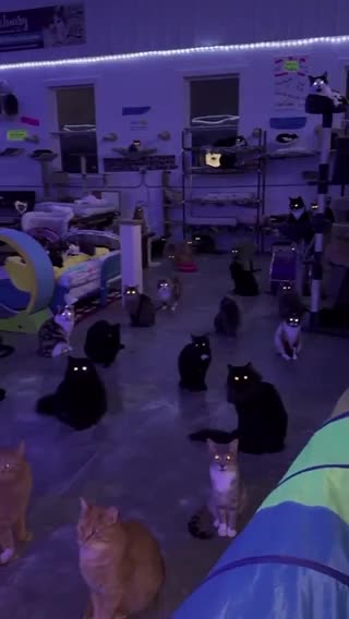 Some cut’s wacthing me😎