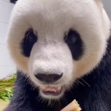 Giant Panda: immersive cat watching ~