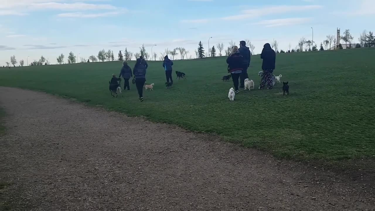 Heli Was Recommended For Euthanasia By 5 Trainers - She Couldn't Be Fixed.