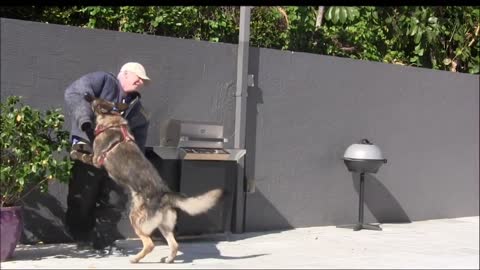 Dog's training train your dog at home