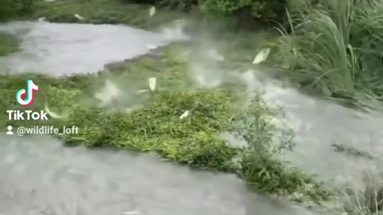 Swam fish flying everywhere