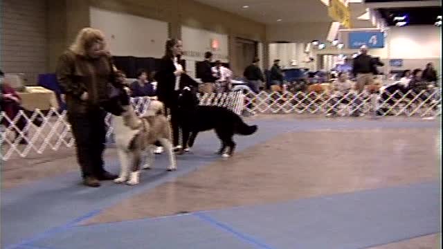 1999 Ashley and Tessa at Dog Show