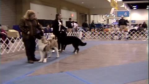 1999 Ashley and Tessa at Dog Show