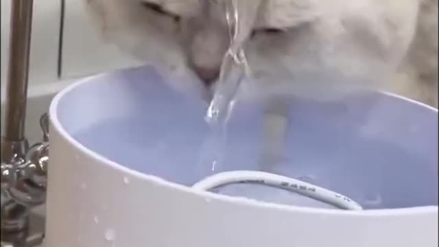 Cute cat drinking water