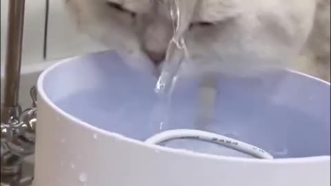 Cute cat drinking water