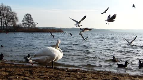 Swans and seagulls and ducks on the seashore