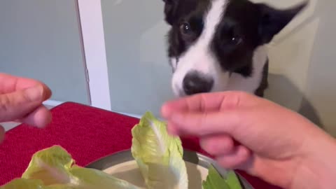 Border Collie Enjoys a Salad