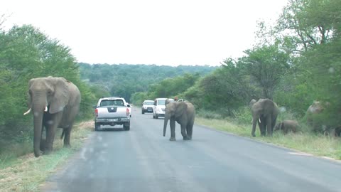 Kruger National Park Idiots - Man gets out of car to take pictures of Elephants!