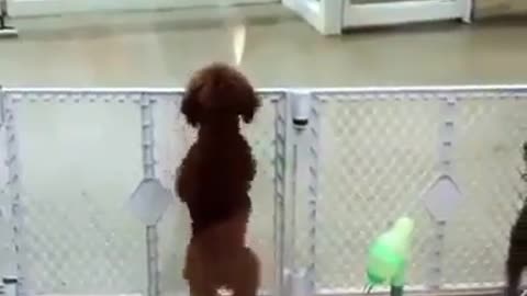 Have you seen a dog dancing?