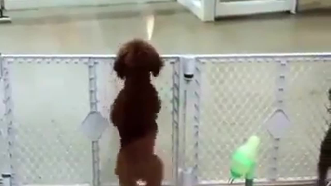 Have you seen a dog dancing?