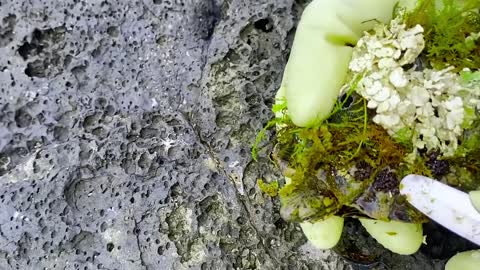 Sea turtle become kings of prey after removing millions of sea creatures and barnacles on shell