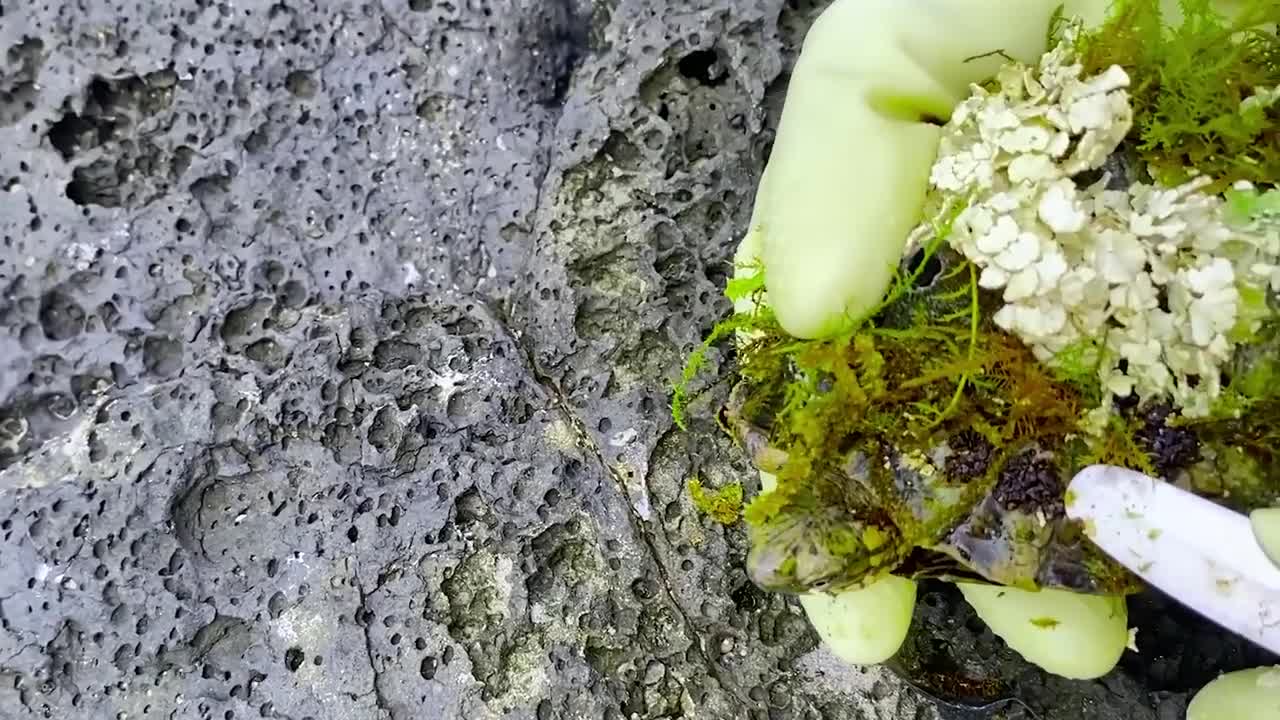 Sea turtle become kings of prey after removing millions of sea creatures and barnacles on shell
